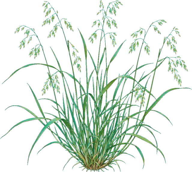 Botanische plaat van Schaduwgras