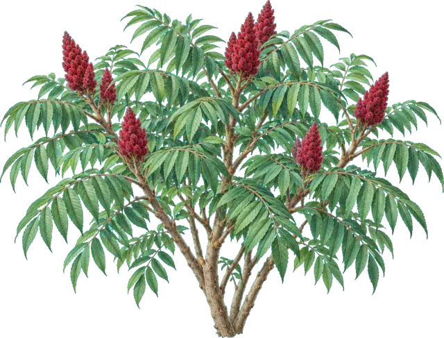 Botanische plaat van Fluweelboom