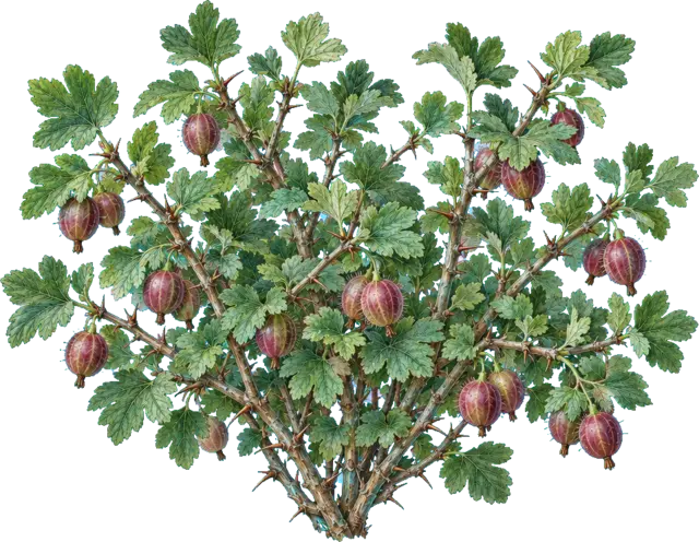 Botanische plaat van Kruisbes