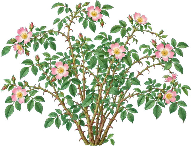 Botanische plaat van Hondsroos